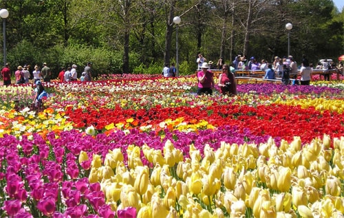 Đà Lạt tấp nập Lễ hội cuối năm