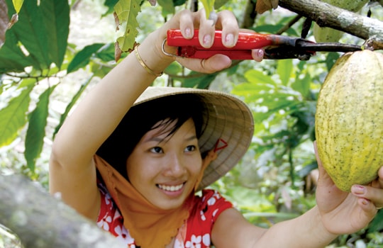 Ca cao Việt Nam: Puratos Grand-Place phá thế Cargill