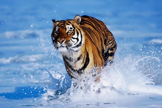 “Running Tiger” không cần chạy