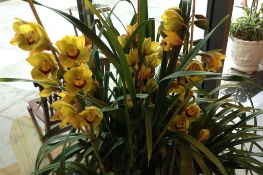 Đơn Dương không đơn độc