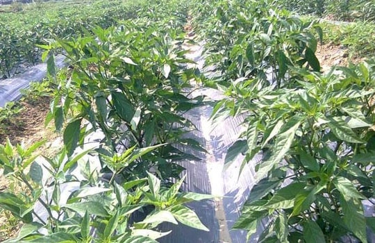 Trồng ớt tiêu chuẩn VietGap lãi 300 triệu đồng/ha