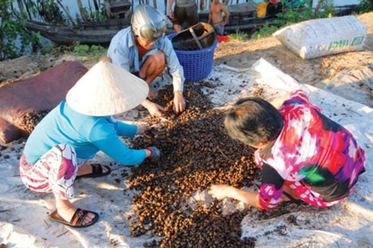 Ngăn chặn thương lái Trung Quốc ồ ạt mua nông sản: Phải từ gốc
