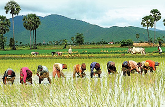 Học cách tiếp thị gạo từ Campuchia