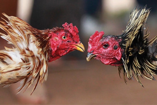 Công chúa Romani xử phạt vì tổ chức đá gà