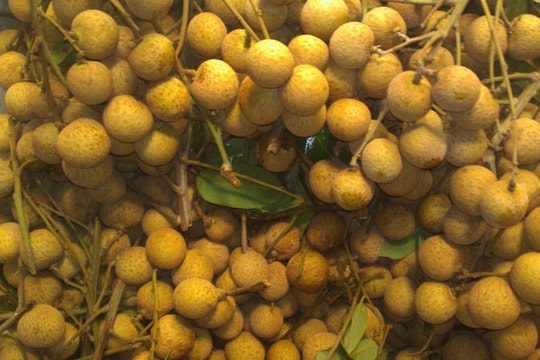 Rau quả Việt vào Hoa Kỳ: Đường còn gập ghềnh