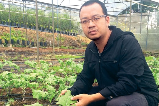 Chàng kỹ sư phần mềm bắt rau Kale "quy phục"