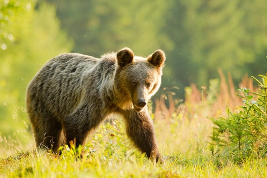 Đa sắc thiên nhiên Slovakia