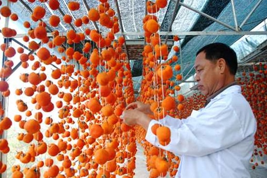 Người mang công nghệ Nhật về cho trái hồng Đà Lạt