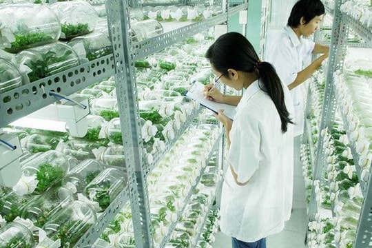 Hà Nội phát triển nông nghiệp đô thị sinh thái