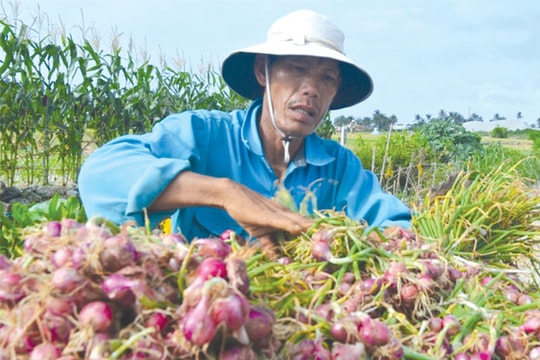 Đời hành ở Cù Lao Ré