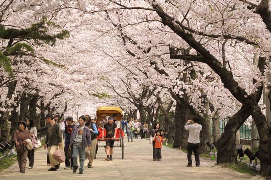 Vội vàng Nhật Bản