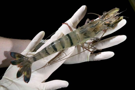 Việt Nam có thừa tiềm lực nghiên cứu tôm giống