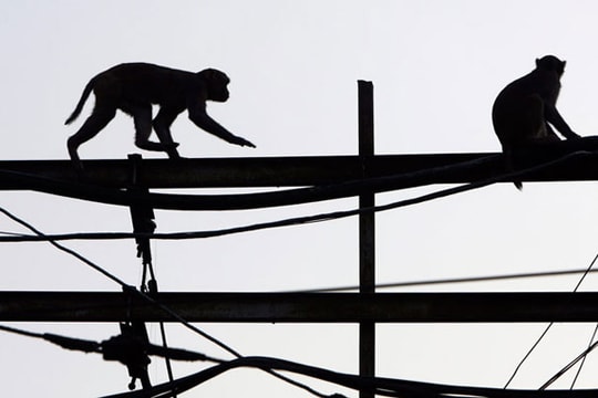 Kế hoạch của ông Narendra Modi bị làm khó bởi… khỉ