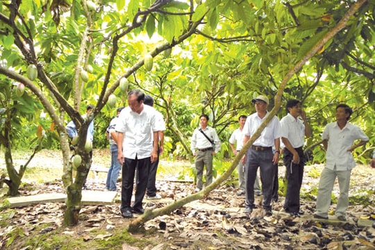 Sản xuất ethanol "giải cứu" cây cacao