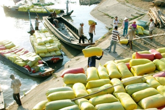 Philippines mời Việt Nam đấu thầu cung cấp 250.000 tấn gạo