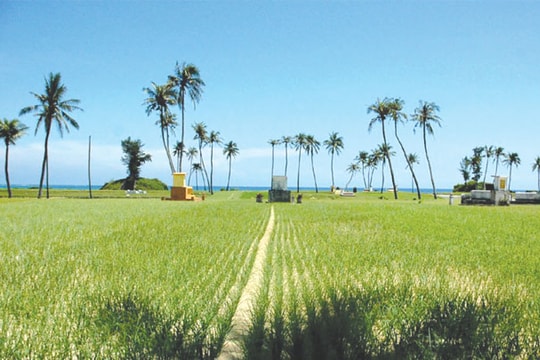 Lý Sơn mùa tỏi vừa tàn