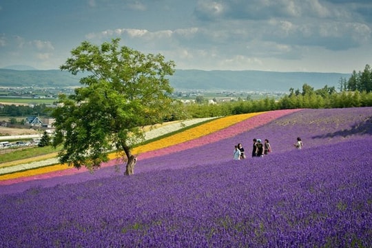 Đón Hè ở đất Phù Tang