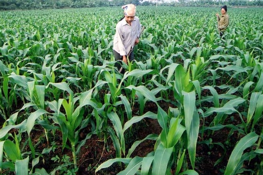 Đồng Nai: Đầu tư nông nghiệp công nghệ cao, thu lãi lớn