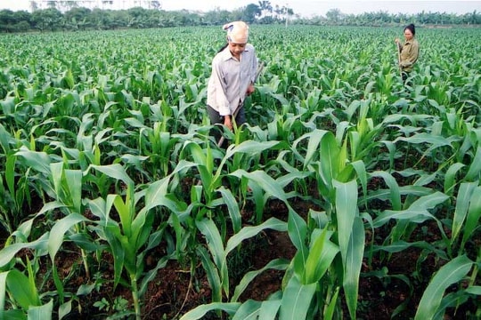 Nhà nước cần ưu tiên dịch vụ công cho nông nghiệp