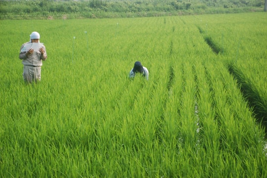 Nông nghiệp Nhật Bản trước ngưỡng cửa TPP