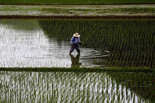 Nhật Bản dỡ bỏ thuế quan hơn 95% hàng nhập khẩu theo TPP