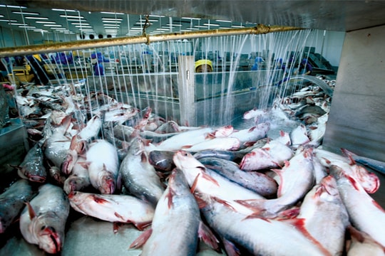 Xuất khẩu thủy sản rơi vào thế khó