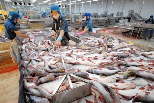 Mỹ siết chặt tiêu chuẩn cá tra nhập khẩu từ Việt Nam