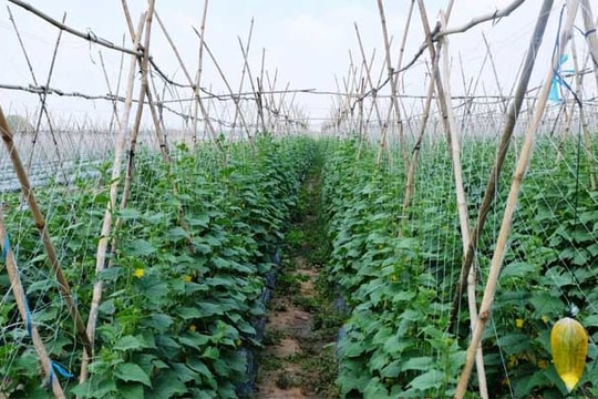 2 xu hướng phát triển nông nghiệp thời hội nhập