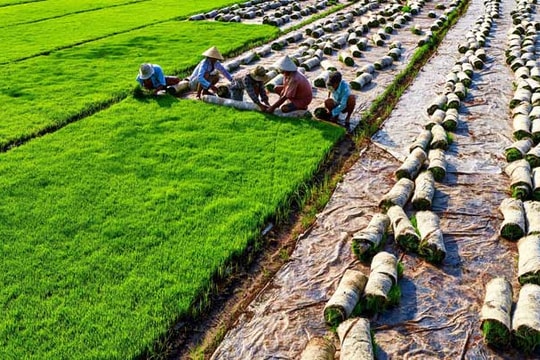 Nông nghiệp công nghệ cao: Hướng đi mới của nhiều doanh nghiệp