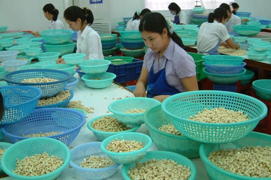 Nhập khẩu điều thô tăng mạnh trong 10 tháng đầu năm