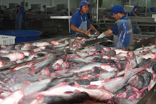 Mỹ giám sát cá tra Việt Nam: Có trái nguyên tắc của WTO?