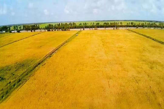 VinEco ra mắt sản phẩm gạo sạch