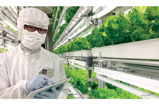 Công nghệ trồng rau trên "đám mây"