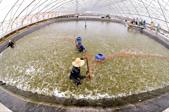 Tham gia TPP: Doanh nghiệp nên bắt đầu từ đâu?