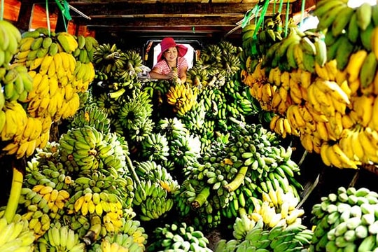 DN Việt mong muốn xuất khẩu nông sản chính ngạch sang Trung Quốc