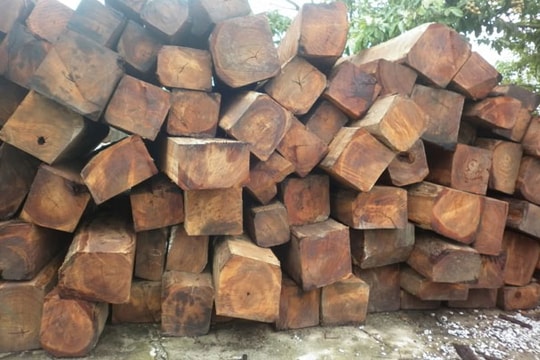 Năm 2015, lượng gỗ nhập từ Campuchia tăng 53%