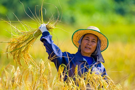 Thái Lan mất vị trí số 1 trên thị trường gạo thế giới