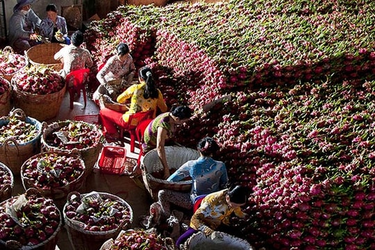 Xuất khẩu nông sản có nhiều tín hiệu vui