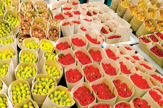 Xuất khẩu hoa tươi: Dễ hay khó?
