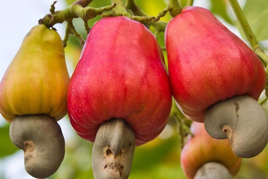 Năm 2016, xuất khẩu điều chịu áp lực về giá