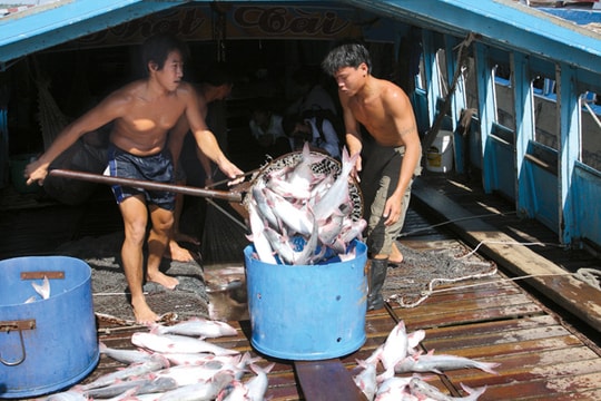 Xuất khẩu nông, lâm, thủy sản: Gặp khó vì USD