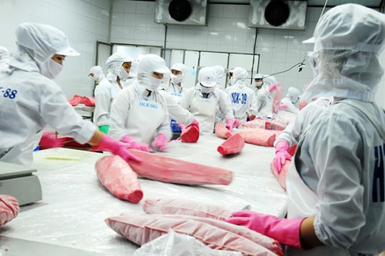 Xuất khẩu cá ngừ đại dương tăng mạnh đầu năm 2016