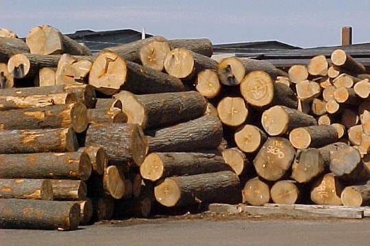 Cần hoàn chỉnh định nghĩa về "gỗ hợp pháp"