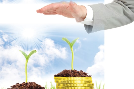 Thị trường giống cây trồng: Cạnh tranh mạnh mẽ