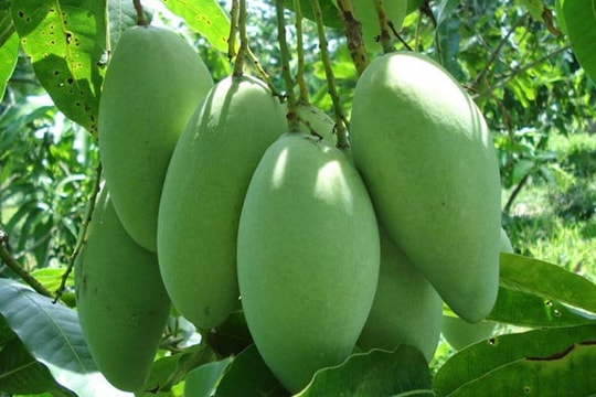 Xoài Việt sắp được nhập khẩu vào Australia