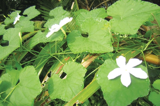 Rau mùa nắng hạn