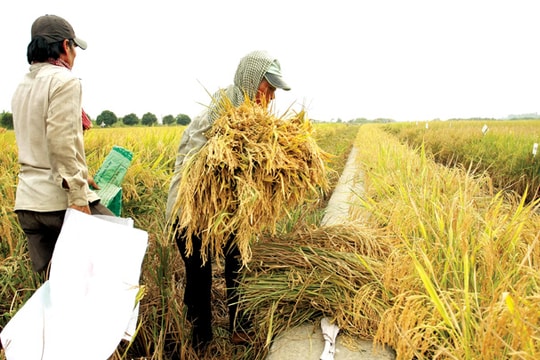 Thái Lan xả kho gạo khổng lồ: Hướng đi nào cho gạo Việt?