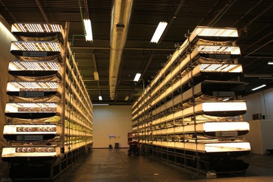 Trang trại thẳng đứng lớn nhất thế giới