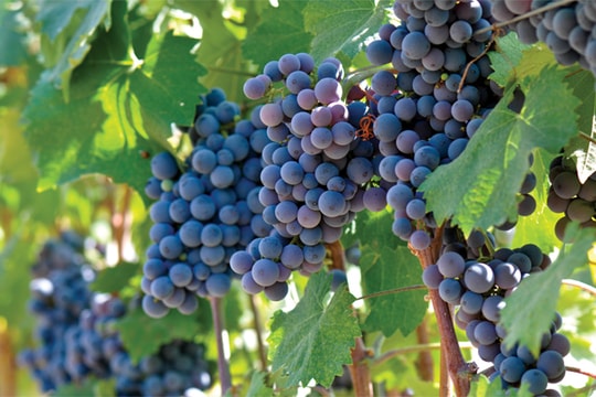 Vang Chile - 500 năm lừng danh  toàn cầu