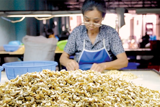 Ngành điều Việt Nam: Lớn nhưng không mạnh